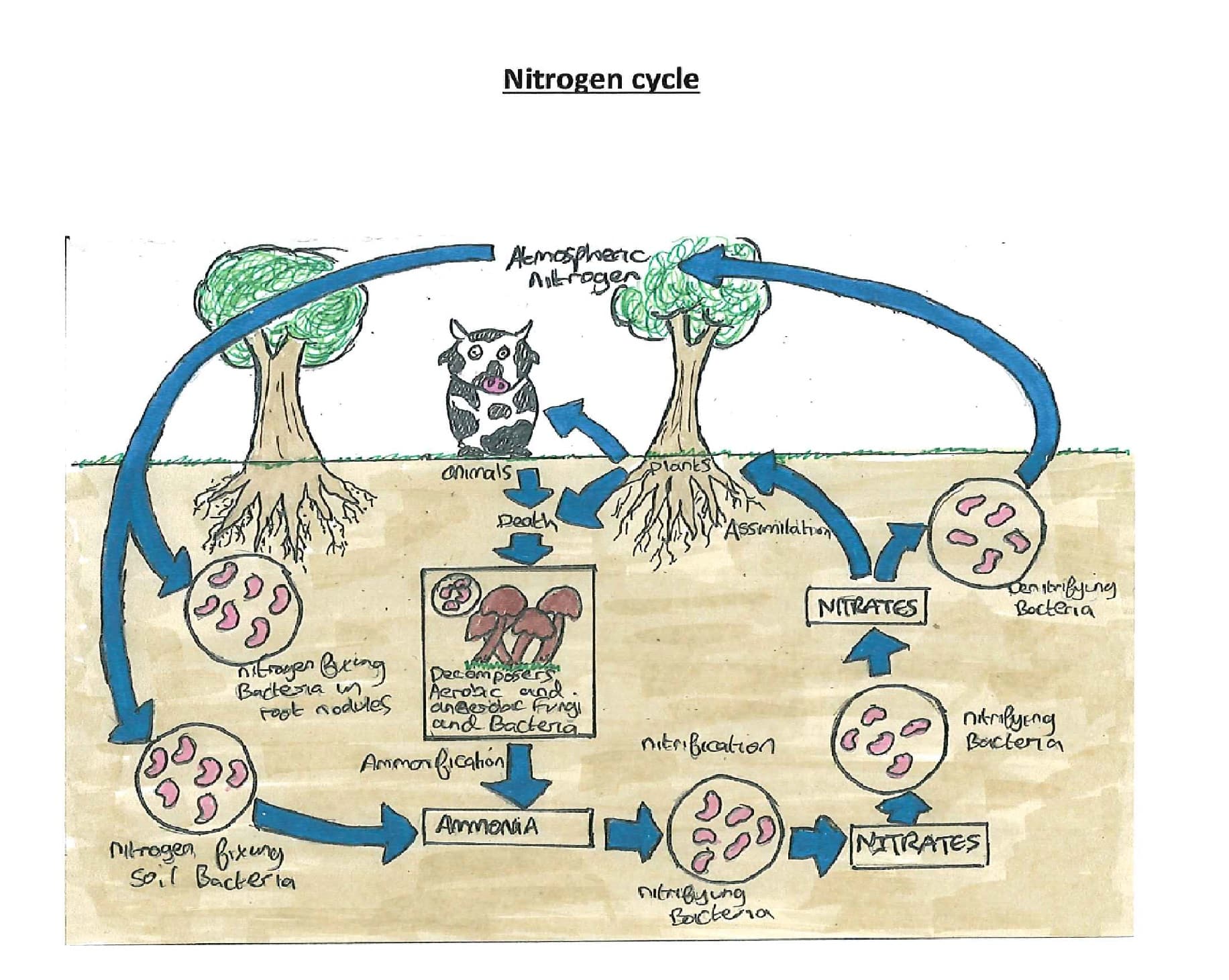 Hand-drawn diagram of the nitrogen cycle by Steven Greenwell, showing nitrogen transfer between soil bacteria, plants, animals, and the atmosphere, with arrows linking key stages like ammonia, nitrates, and nitrogen-fixing bacteria.