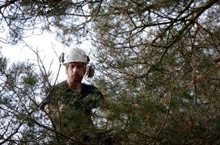 A person wearing a white safety helmet is partially visible through dense tree branches, appearing to work or climb among the trees outdoors.