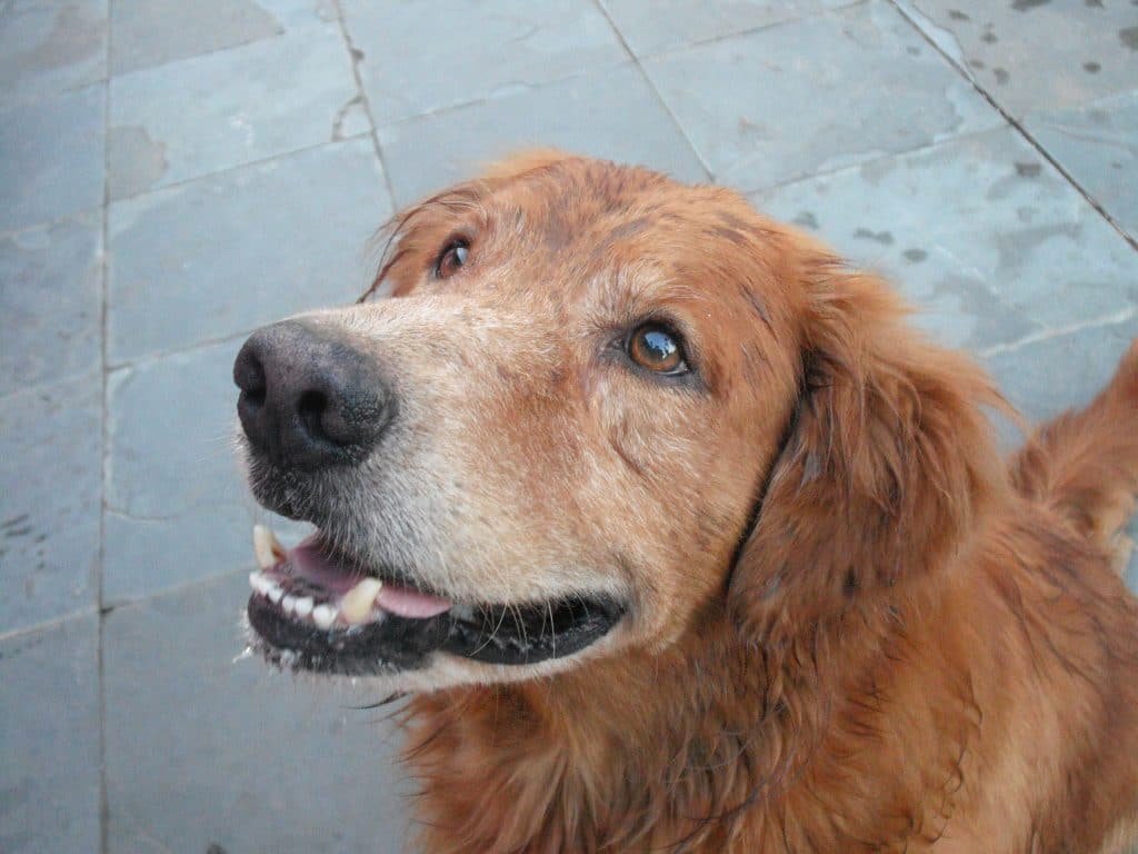 A close-up of a wet golden retriever with a greying muzzle, looking up with a happy expression, mouth slightly open, sitting on a stone pavement in front of Martin Kiley.