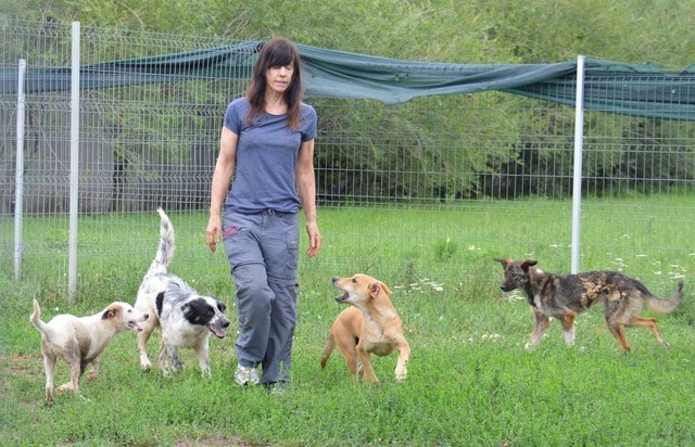 A woman with Advanced Canine and Feline Care Level 3 walks on grass in an enclosed outdoor area, surrounded by four dogs of various breeds and colours. Trees and fencing are visible in the background.