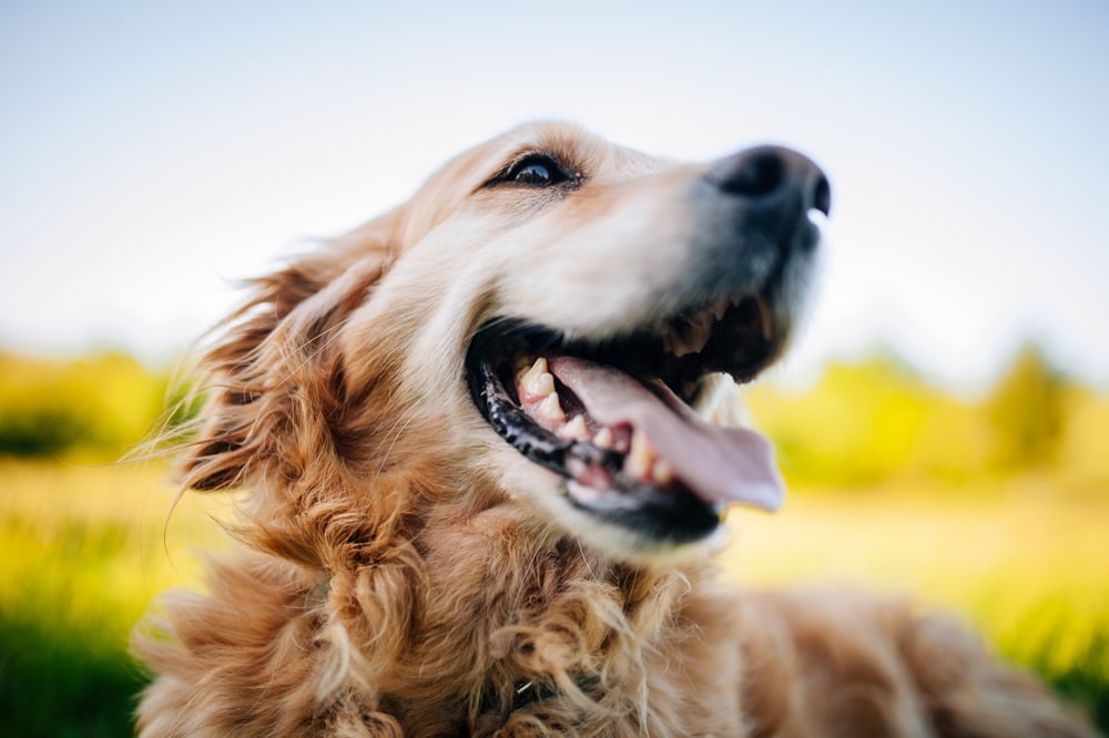 A close-up of a happy golden retriever dog with its mouth open and tongue out, sitting outdoors on a sunny day. Captured by Heather Briggs, the pup is framed against a blurred green and blue background.